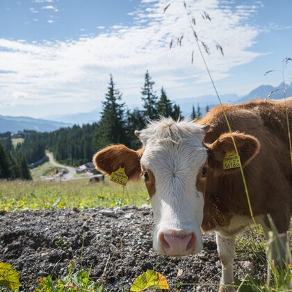 Cow with ear tags stands on meadow, valley, forest and mountains in background. | © Ski amadé GmbH